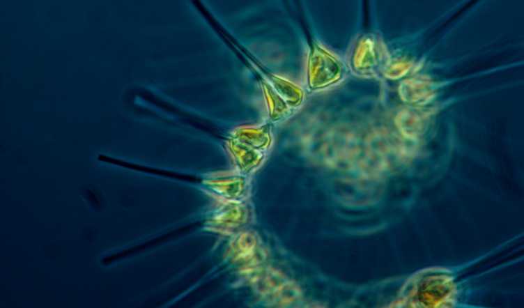 phytoplankton MAPMAKER